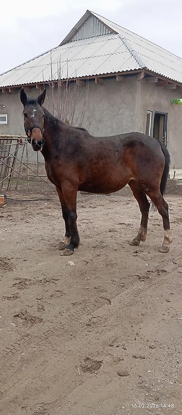 Лошади, кони: Продаю | Кобыла (самка) | Английская | Конный спорт | Племенные — 9