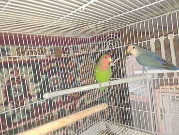 Tutuquşları: Məhsul: Dalmatinka/agapornis (lovebird) papuqayları – müxtəlif rəng — 1