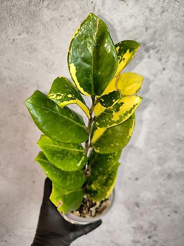 черный замиокулькас: Вариегатные Замиокулькасы Биг Лив Yellow Var 💛 Тайский — 1