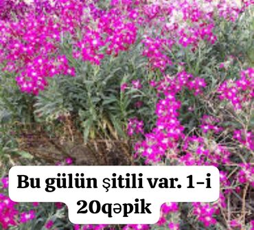bezek bitkileri: Bu güllərin şitilləri satılır. Hər bir şitil 20 qəpikdir. Bağınız və