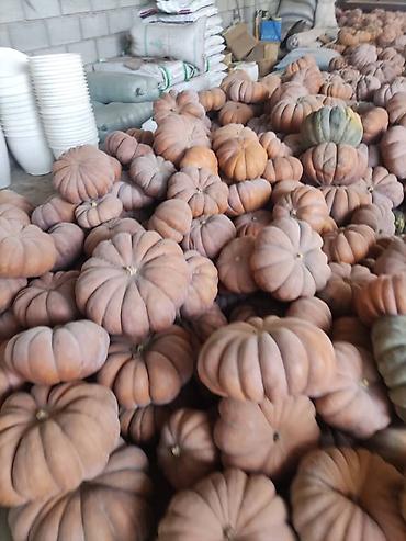 Промышленные холодильники и комплектующие: Сдаются в аренду холодильники промышленные для сельскохозяйственных — 3