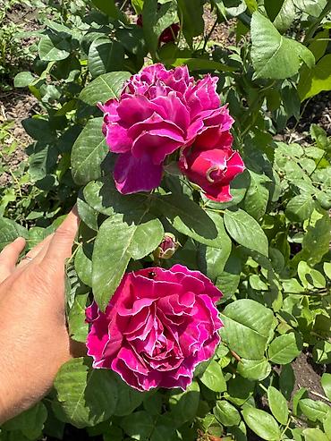 Роза: Саженцы — 5