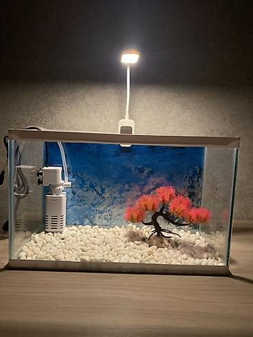 Akvariumlar: Hazır 12 Litr akvarium seti. İşlənməyib yenidir. Başqa yeni digər — 10