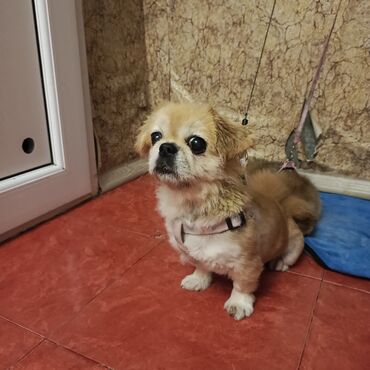 пудель в добрые руки: Pekines, 1 il, Dişi, Ünvandan götürmə