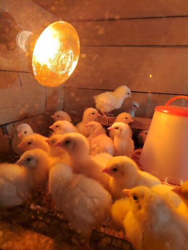 купить курицу в бишкеке: Адлер тооктун жожолору сатылат 5 суткалык баасы келишим турундо