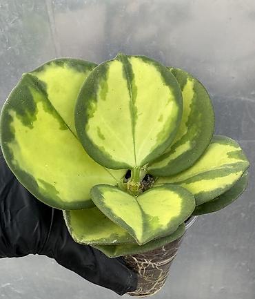 Хойи: Продаю хойи. Цены от 250 до 2000сом — 10