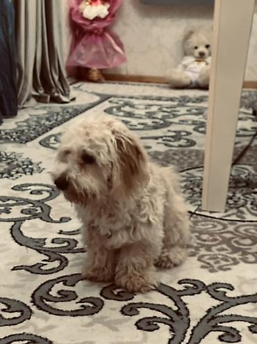 İtlər: Erkek, Ünvandan götürmə — 6