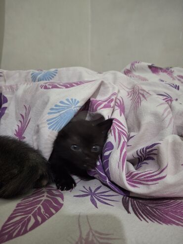 отдам котят в добрые руки бишкек: Котята 2 месяц 1 мальчика и 1 девочки бесплатно. Нужно раздать