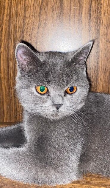 красивые котенки: Продается кошка породы Шотландка ей 8месяцев нужны хозяева добрые без