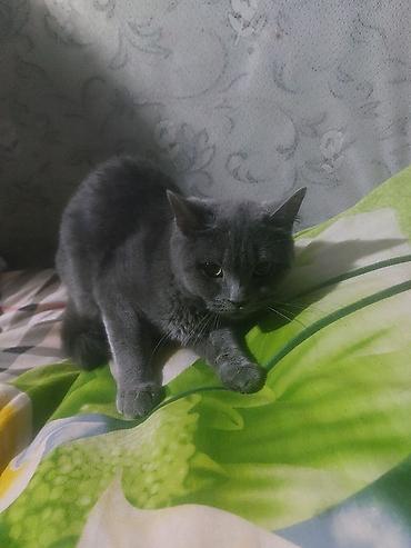 Boz rəngli ev pişiyi - Cins tipi: qısa tüklü, yeknəsəq boz rəng (xəzı lalafo.az -da Boz rəngli ev pişiyi - Cins tipi: qısa tüklü, yeknəsəq boz rəng (xəzı