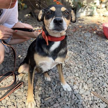 Отдам даром собаку: Собака даром: Дворняжка, 2 года, Самка, С прививкой — 2