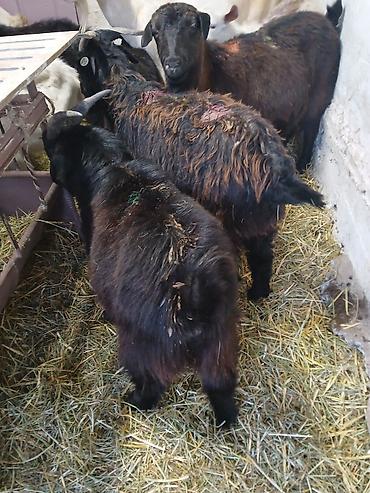 Продам с/х животных: Продаю | Козлёнок | Полукровка | На забой | Племенные — 6