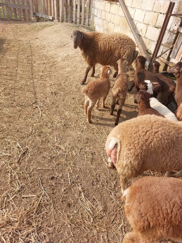 Quzu: Super emlik quzular diri çəkisi 10 manata — 16