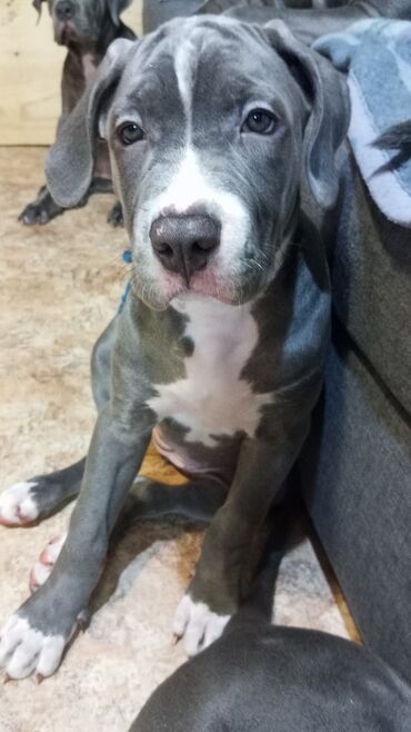 Другие животные: Продаем щенков кубинского питбультерьера, линейное разведение — 7