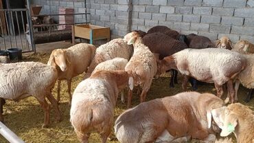 объявления о найденных животных: Продаю | Овца (самка) | Для разведения | Племенные