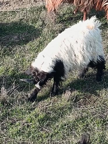 Keçilər, çəpişlər: Çəpiş keçi qoyun sürü və ya tək tək satram. Qiymet ferqlidirMəhsul — 31