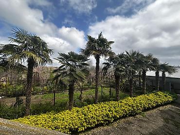palmalar: Beyləqan rayonu, Daşburun kəndində yerləşən 10 ədəd sağlam, 20 illik — 1