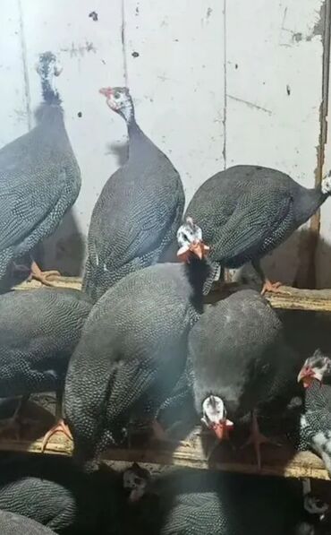 декоротивный кролик: Продаю | Куры, Петух