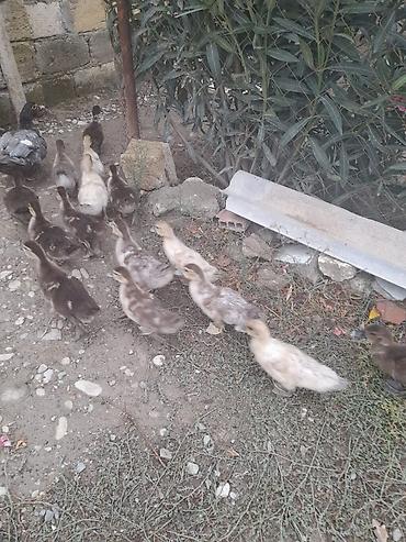quşlar goyərcin: Musk ördəkləri (indo duck) – yetkin quşlar və balalar - Cins: Musk — 1