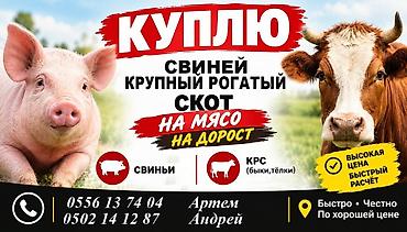 Свиньи: Куплю свиней и крупный рогатый скот (быки, тёлки) — на мясо и на — 1