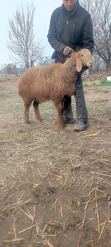 Баран, овца: Продаю | Овца (самка) | Арашан | Для разведения | Матка — 1