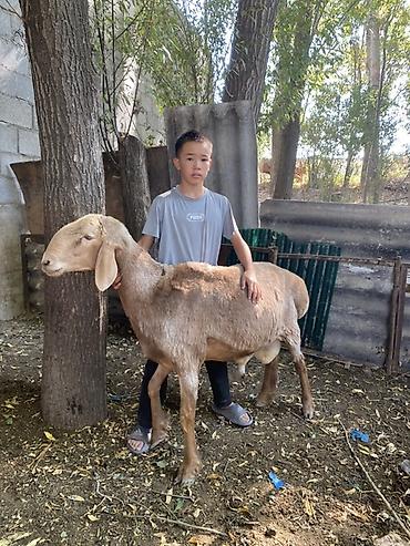 баран обмен: Продаю | Баран (самец) | Для разведения | Племенные — 2