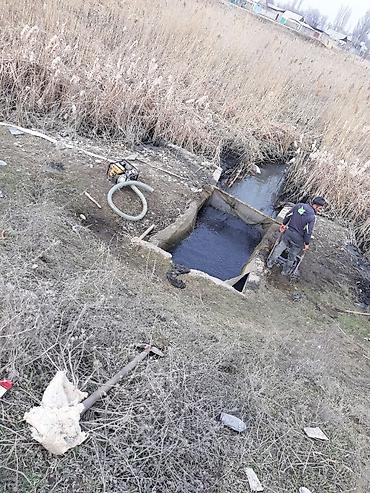 кукуруза на попкорн: Малек сигалетка толстолобика карпа и Белова Амура Оптом в большом — 2