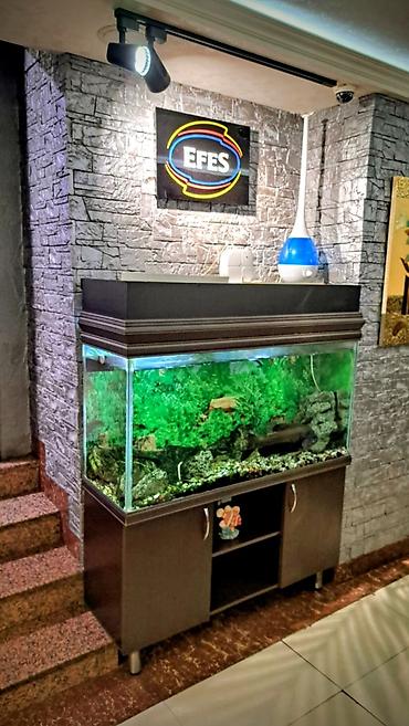 Akvariumlar: Hazır Akvarium Sistemi – Hər şeyi daxil! ​ ​Ölçülər: 120 x 40 x 60 sm — 1