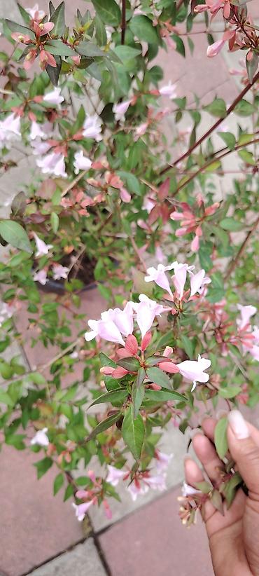 akvaryum bitkileri: Abeliya (Abelia x grandiflora) bəzək kolu – məcməyi şəkilli açıq — 2