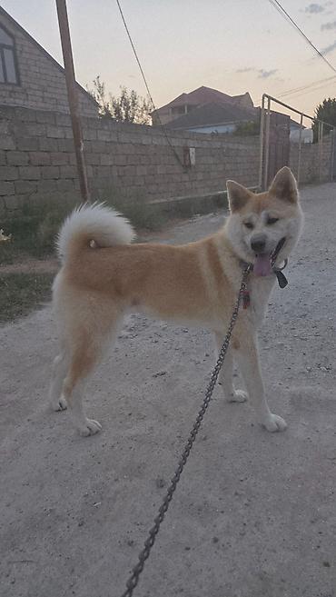 qurd basar iti: Akita-inu, Dişi, Peyvəndli — 2