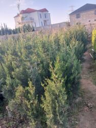 Çöl bitkiləri: Şam ağacları