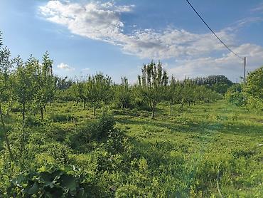 топография: 100 соток, Бизнес үчүн, Сатып алуу-сатуу келишими — 9