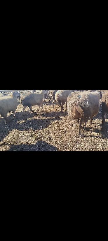 Qoyunlar, qoçlar: Dişi, il: 1, 50 kq, Damazlıq, Ünvandan götürmə -da lalafo.az — 15 Qoyunlar, qoçlar: Dişi, il: 1, 50 kq, Damazlıq, Ünvandan götürmə — 15