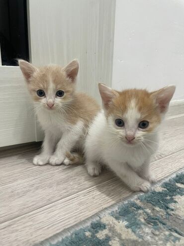 1 мальчик 2 котенка: Котята в добрые руки 
1,5 месяца
2 мальчика,2 девочки