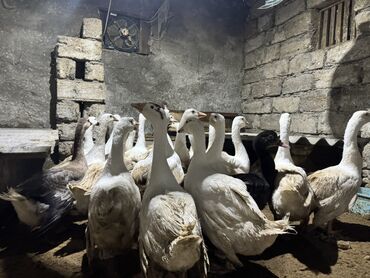 Qazlar: Qaz Sürüsü Satılır. 22 Dənədir. Tək-Təkdə Satmaq Mümkündür. Ünvan Qala — 3