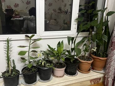 Otaq bitkiləri: Otaq və balkon üçün dekorativ bitkilər kolleksiyası - Qırmızı — 20