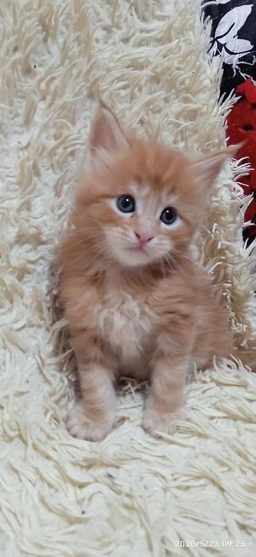 Продажа кошек: Мейн-кун, 1 месяц, Девочка at lalafo.kg — 9 Продажа кошек: Мейн-кун, 1 месяц, Девочка — 9