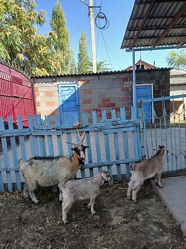 Продам с/х животных: Продаю | Коза (самка) | Полукровка | Для разведения | Племенные — 3