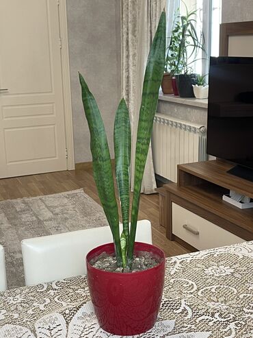 bitki toxumlari: Sansevieria – havanı təmizləyən dekorativ bitki Baxımı çox asan olan