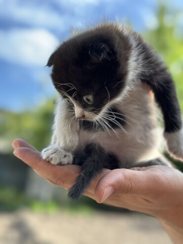 веслоухий кот: Отдам в добрые руки вислоухих котят бесплатно
