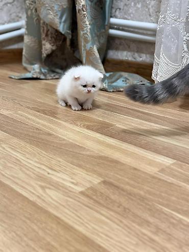 Pişiklər: Şotland — 8