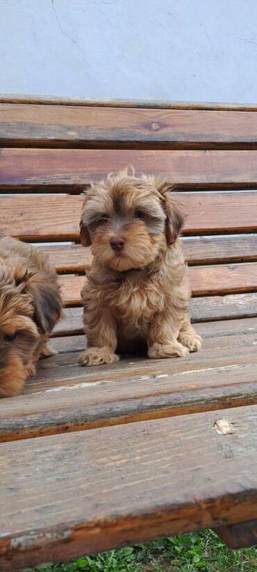 Psi: Ovi preslatki mališani su štenci Havanskog Bišona, jedna ženkica i 4 na lalafo.rs — 7 Psi: Ovi preslatki mališani su štenci Havanskog Bišona, jedna ženkica i 4 — 7