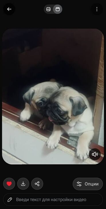 Продажа собак: Щенки мопса - Порода: мопс, окрас бежевый с чёрной маской - — 1