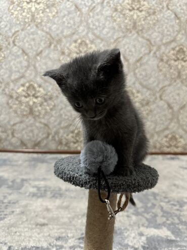 купить котенка каракала: Продаю котенка К лотку приучена 3 месяца Очень игривая 2000(в подарок