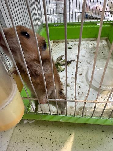 Qəfəslər: Hamster yaxşı əllərə verilir. Təmannasız. Kim istəyirsə azadlıq — 1