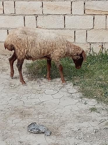 Qoyunlar, qoçlar: 2 dənə qoyun biri 160 manat — 9