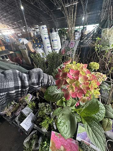 Другие садовые цветы и кустарники: В наличии метельчатые и крупно листовые гортензиии .все сорта есть — 13