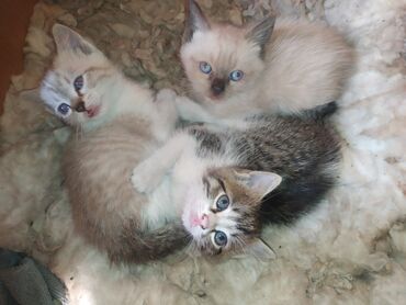 сиамские котята в дар: Котята бесплатно