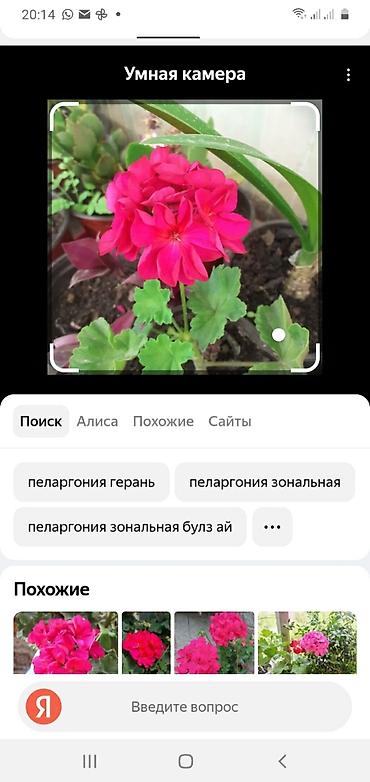 Другие предметы коллекционирования: 1.Стапелия. В горшке большой цветок. Можно делить на 5,6. - 880 сом — 6