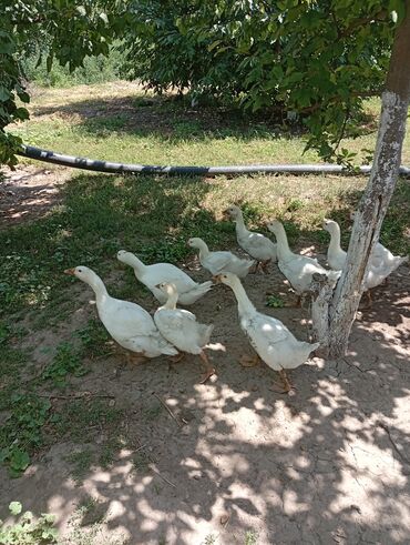 сколько стоит цыпленок индюка: Продаю гусят полтора месяца,8 штук